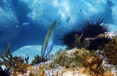 Halichoeres tenuispinis