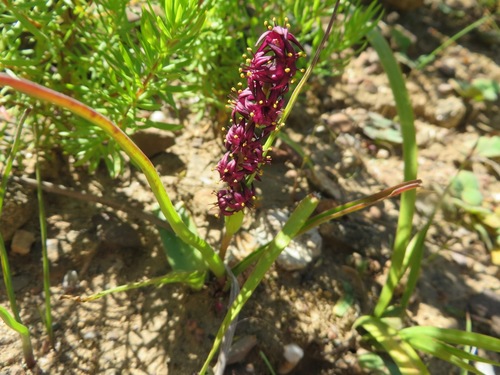 Image of Wurmbea recurva by (c) linkie, some rights reserved (CC BY)