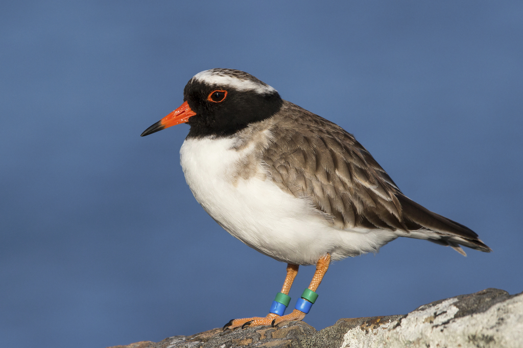 Shore Dotterel