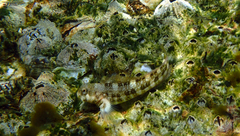 Entomacrodus stellifer