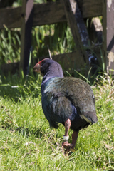 Porphyrio hochstetteri