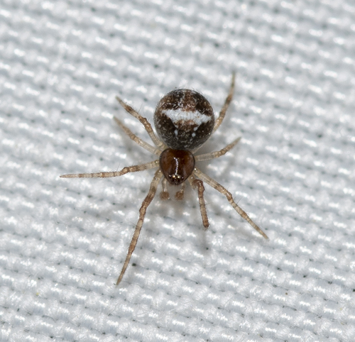 Witvlekheidekogelspin, Malbosc, Montpellier, France, photo 10 of 10