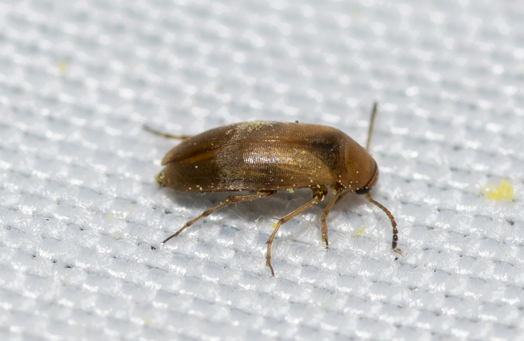 Anaspis Maculata From Malbosc, Montpellier, France On March 13, 2023 At 