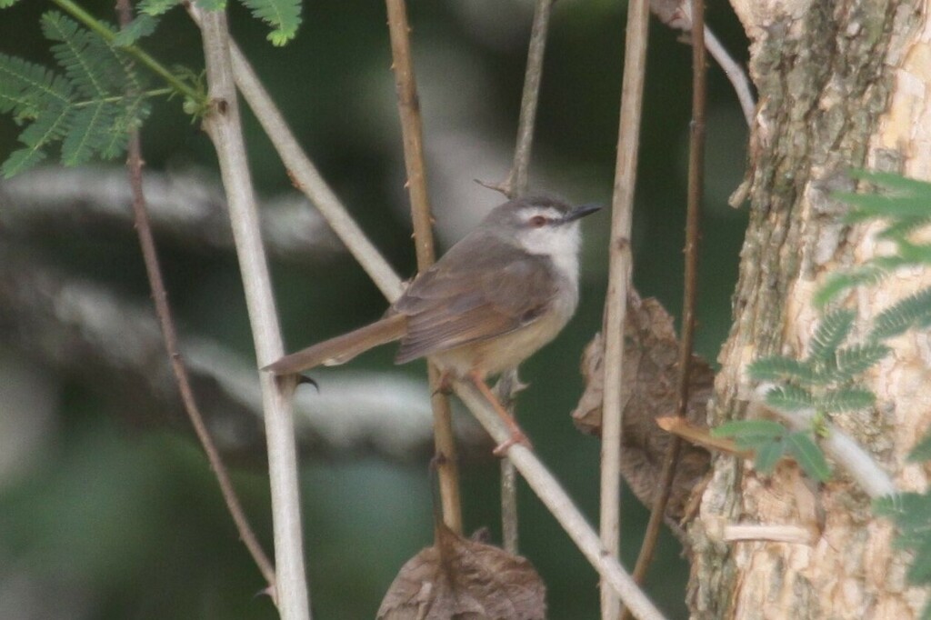 tawny-flanked-prinia-from-aqua-park-tzaneen-0850-south-africa-on