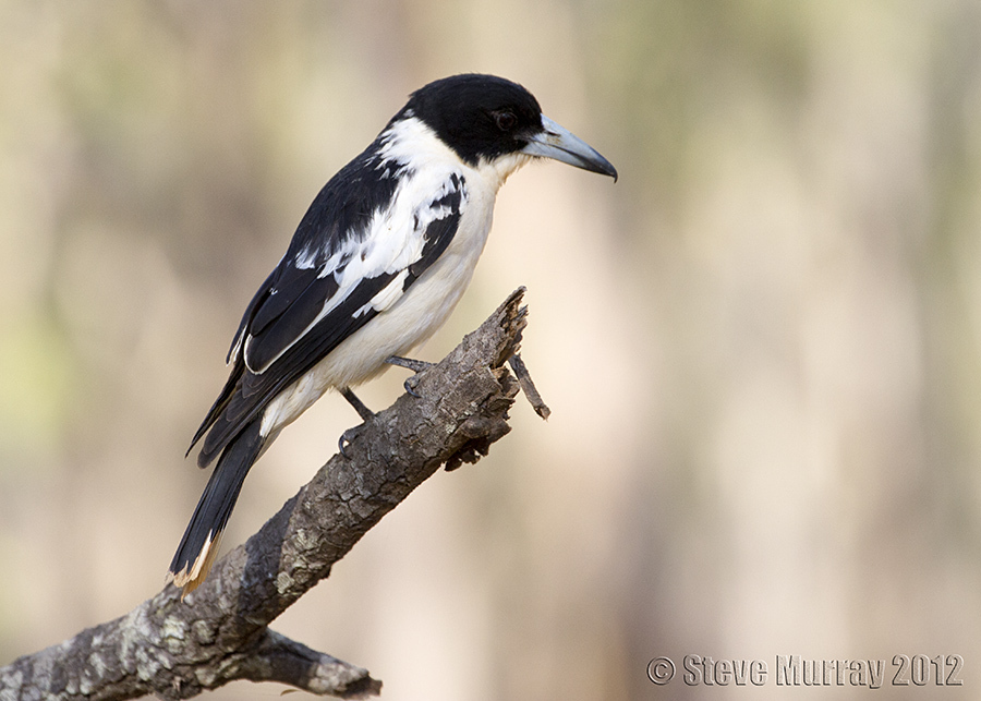 Black-backed Butcherbird (Cracticus mentalis) photo