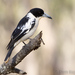 Black-backed Butcherbird - Photo (c) Steve Murray, some rights reserved (CC BY-NC), uploaded by Steve Murray