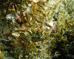 Hexagrammos octogrammus