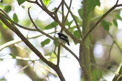 Ficedula westermanni