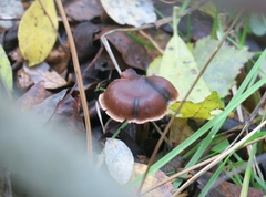 Cortinarius depressus