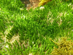 Caulerpa brownii