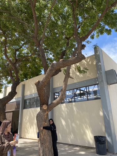 Azadirachta indica - Whole tree