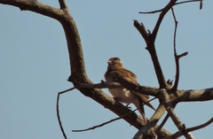 Gymnoris superciliaris