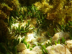 Caulerpa brownii