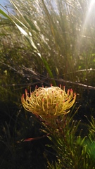 Leucospermum lineare