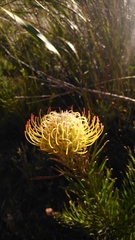 Leucospermum lineare
