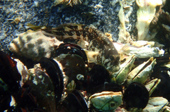 Parablennius yatabei