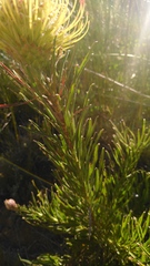 Leucospermum lineare