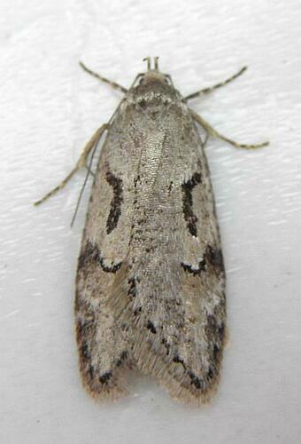 Merrick's Semioscopis photo 4