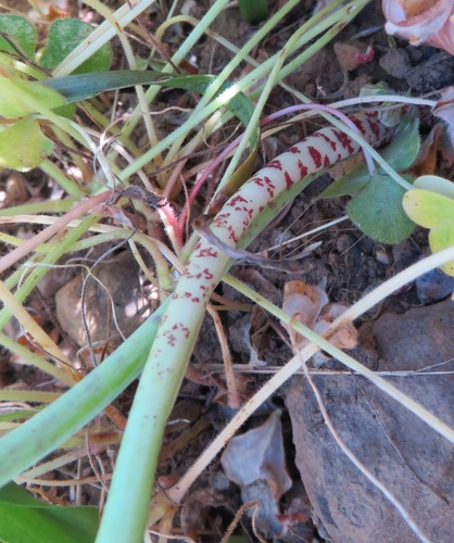 Image of Lachenalia mediana by (c) linkie, some rights reserved (CC BY)
