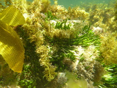 Caulerpa brownii
