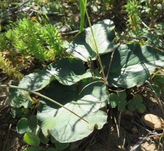 Pelargonium asarifolium