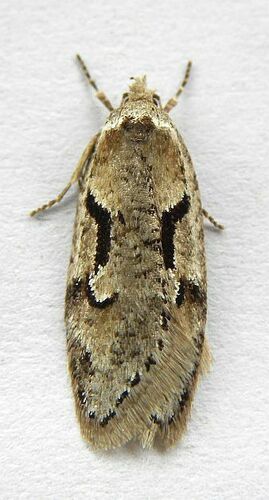 Merrick's Semioscopis photo 3