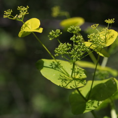 Smyrnium perfoliatum