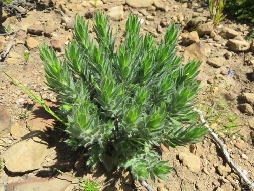 Image of Xiphotheca lanceolata by (c) linkie, some rights reserved (CC BY)