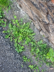 Taraxacum officinale image