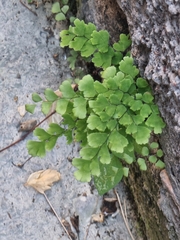 Adiantum capillus-veneris image