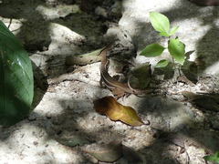 Leiocephalus cubensis