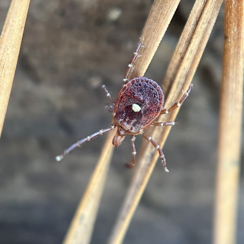 Lone Star Tick photographed in Delaware