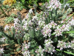 Aspalathus cephalotes violacea