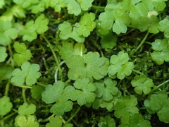 Hydrocotyle heteromeria