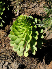 Aeonium urbicum image