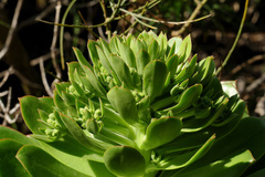 Aeonium urbicum image