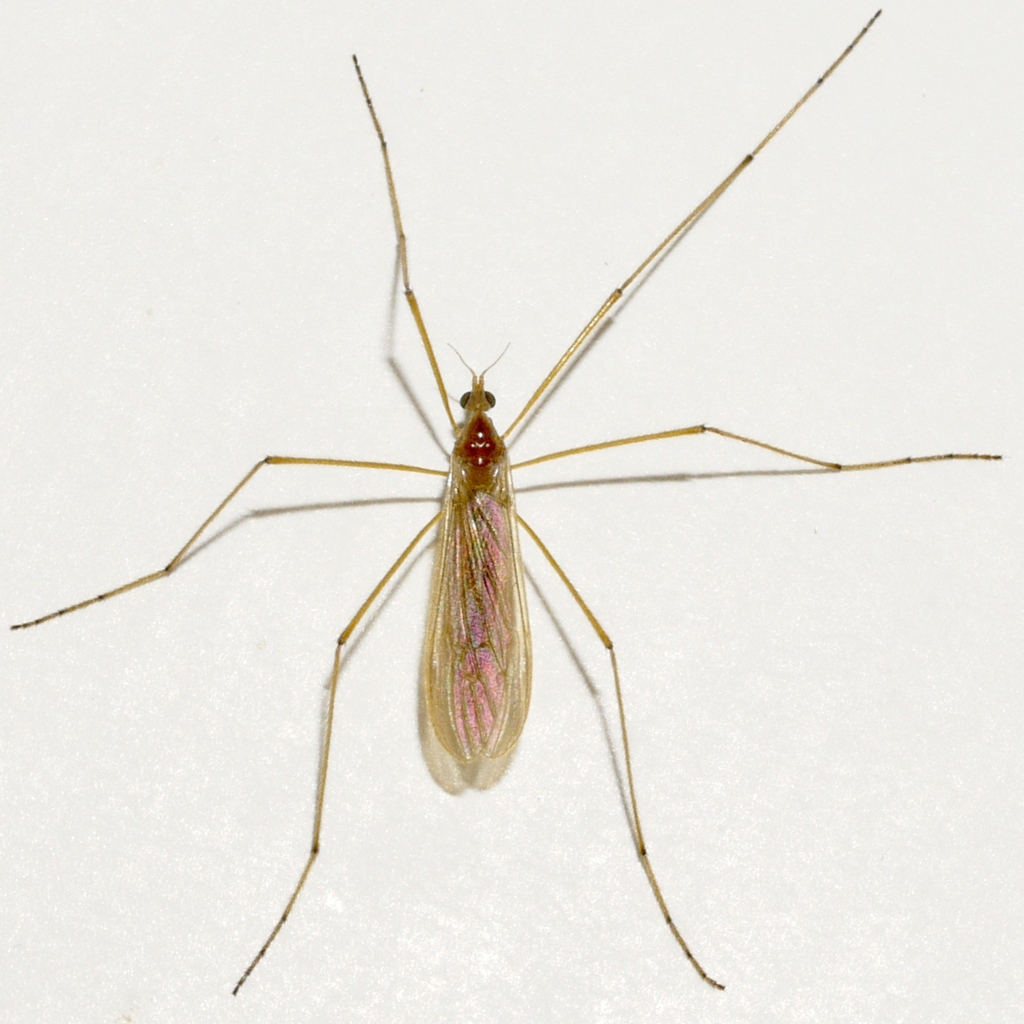 Dicranoptycha pallida