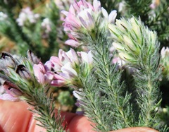 Aspalathus cephalotes violacea