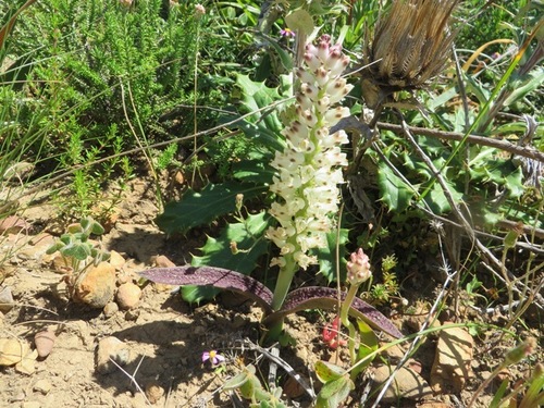 Lachenalia pallida
