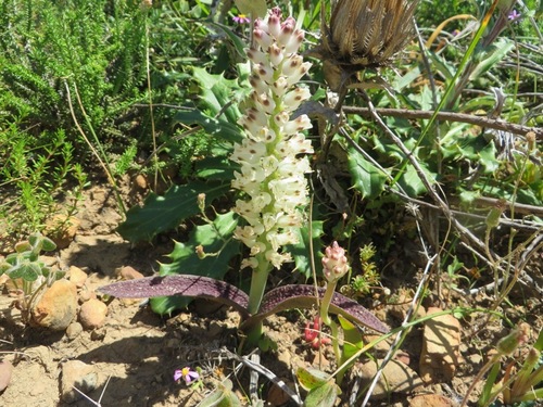 Lachenalia pallida
