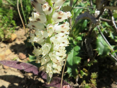 Lachenalia pallida