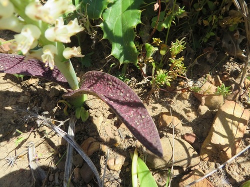 Lachenalia pallida
