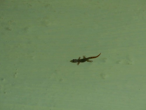 Sphaerodactylus elegans