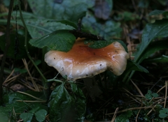 Pholiota lubrica