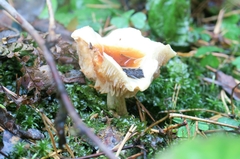 Pholiota lubrica