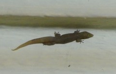 Sphaerodactylus elegans