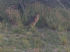 Notamacropus eugenii