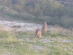 Notamacropus eugenii