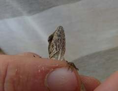 Anolis homolechis