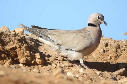 Tórtola rosigrís (Streptopelia roseogrisea)